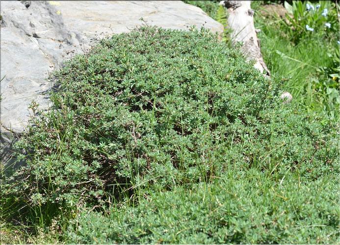 Potentilla_fruticosa1_FM