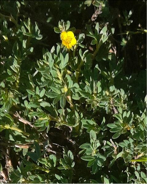 Potentilla_fruticosa3_LT
