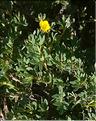 Potentilla_fruticosa3_LT