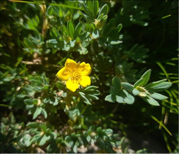 Potentilla_fruticosa4_LT