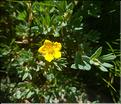 Potentilla_fruticosa4_LT