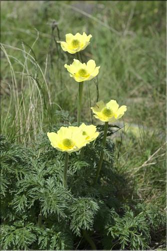 Pulsatilla_alpina_apiifolia2_FM