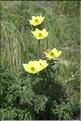 Pulsatilla_alpina_apiifolia2_FM