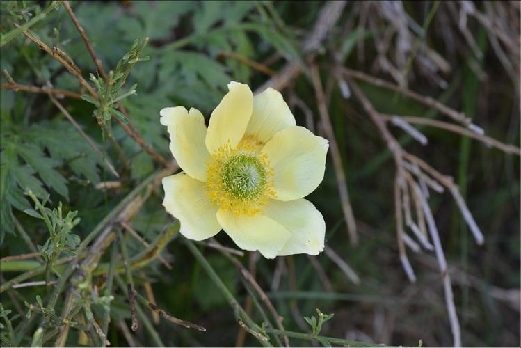 Pulsatilla_alpina_apiifolia3_FM