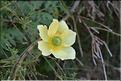 Pulsatilla_alpina_apiifolia3_FM