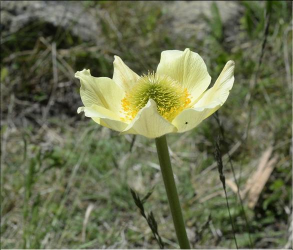 Pulsatilla_alpina_apiifolia4_SP