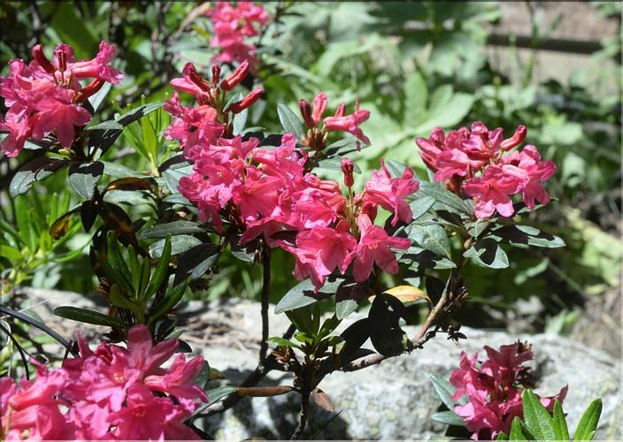 Rhododendron_ferrugineum1_SP