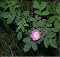 Rosa_pendulina2_SP