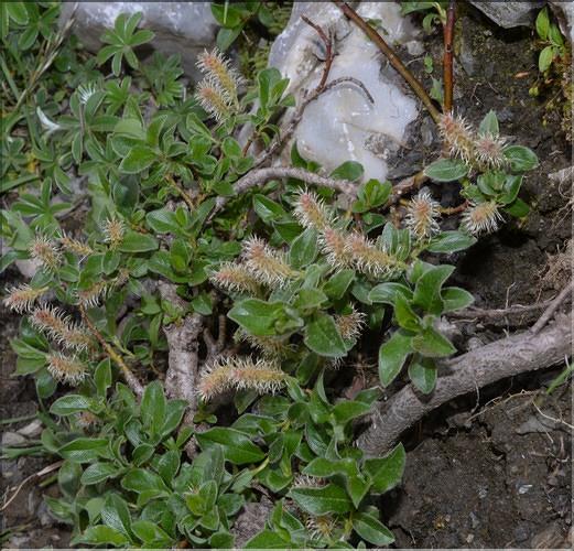 Salix_pyrenaica1_SP