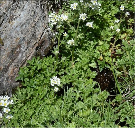 Saxifraga_aquatica1_SP