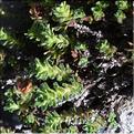Saxifraga_oppositifolia1_SP