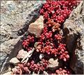 Sedum_album1_XL