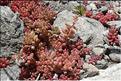 Sedum_album2_SP