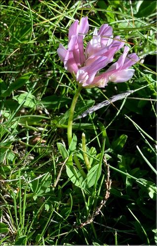 Trifolium_alpinum1_SP