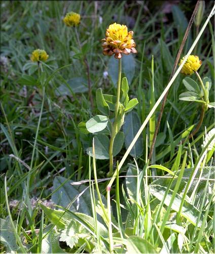 Trifolium_badium1_SP