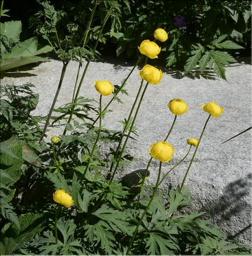 Trollius_europaeus1_SP
