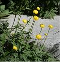 Trollius_europaeus1_SP