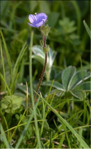 Veronica_aphylla1_SP