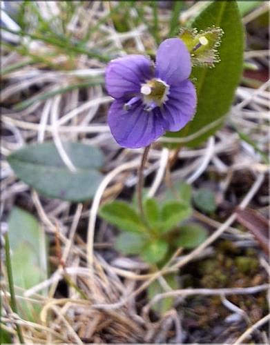 Veronica_aphylla2_XL