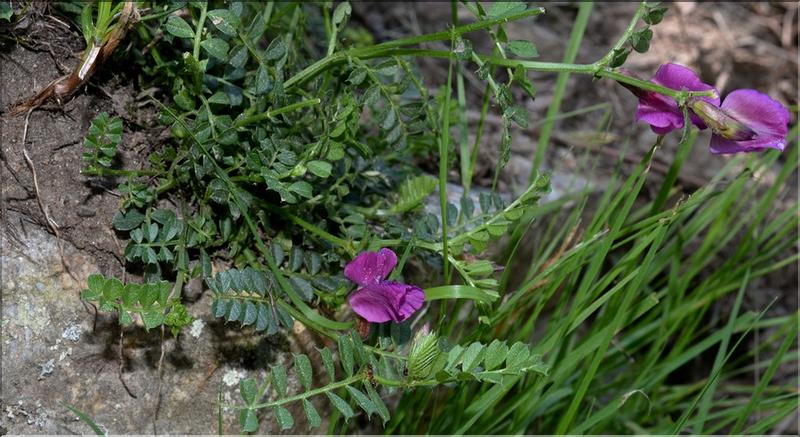 Vicia_pyrenaica1_SP