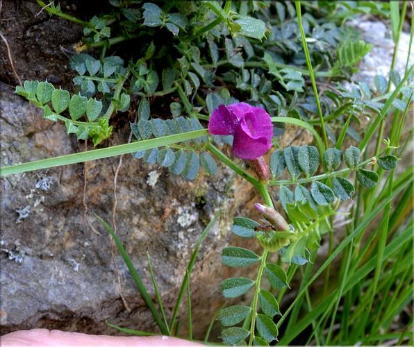 Vicia_pyrenaica2_SP