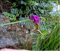 Vicia_pyrenaica2_SP