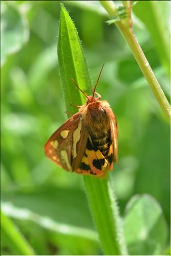 X_Arctia_testudinariaFM