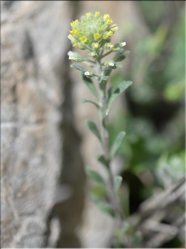 Alyssum_alyssoides1_SP