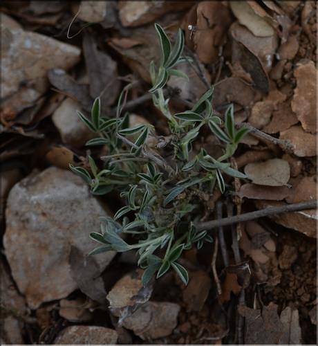 Argyrolobium_zanonii_SP