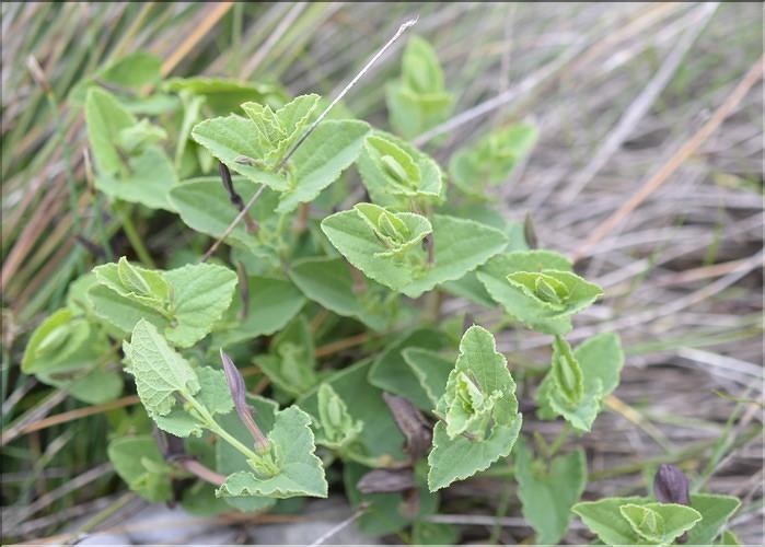 Aristolochia_pistolochia_SP