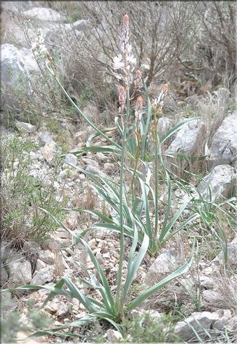 Asphodelus_cerasifer1_SP