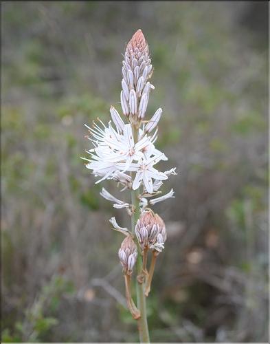 Asphodelus_cerasifer2_SP