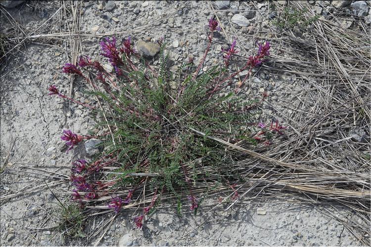 Astragalus_monspessulanus1_SP