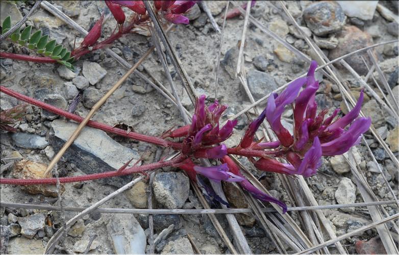 Astragalus_monspessulanus2_SP