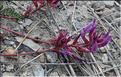 Astragalus_monspessulanus2_SP