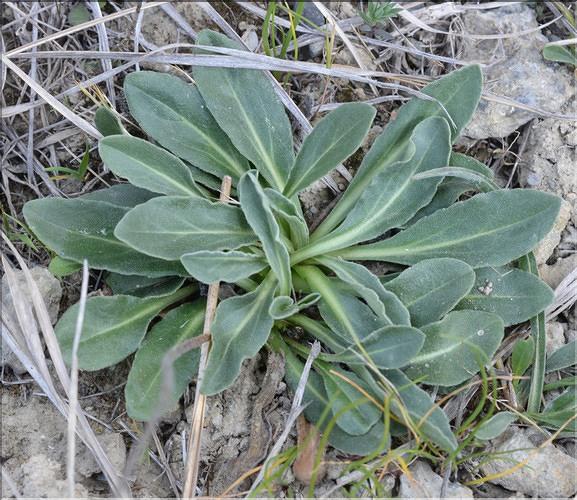 Bellis_sylvestris1_SP