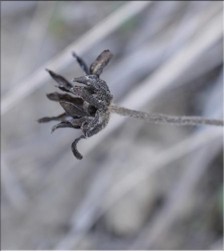 Bellis_sylvestris2_SP