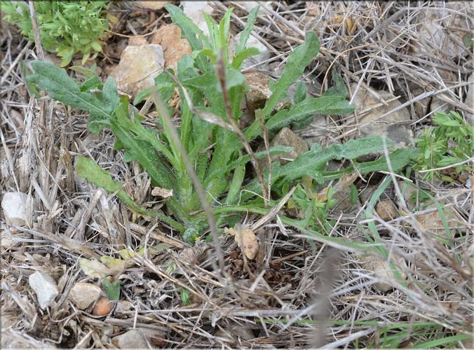 Centaurea_melitensis1_SP