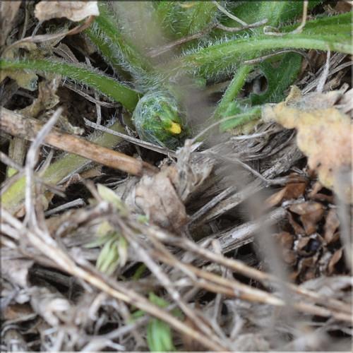 Centaurea_melitensis4_SP