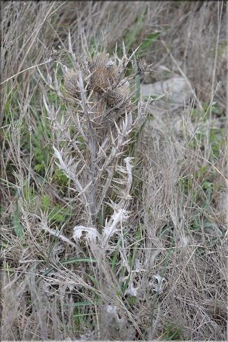 Cirsium_echinatum_SP