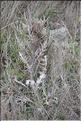 Cirsium_echinatum_SP