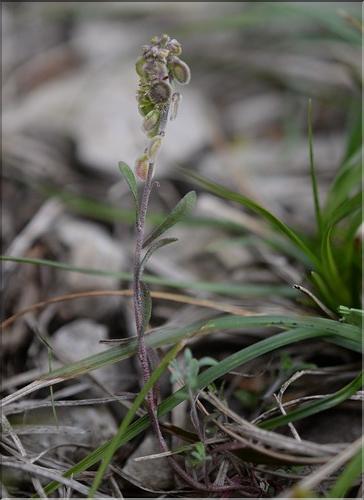 Clypeola_jonthlaspi_SP