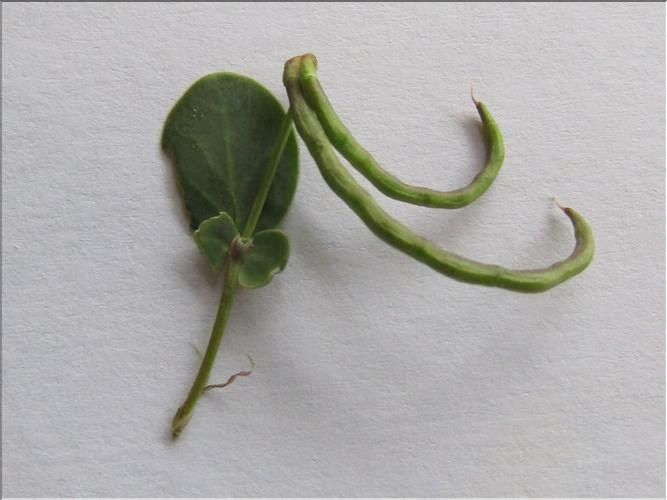 Coronilla_scorpioides_MB