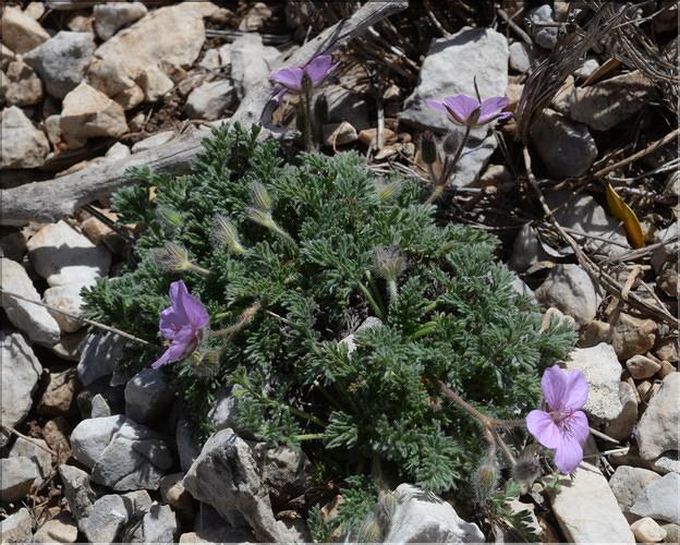 Erodium_foetidum_SP