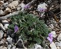 Erodium_foetidum_SP