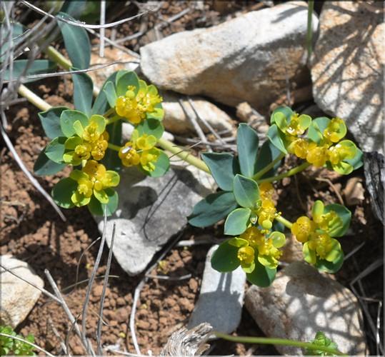 Euphorbia_flavicoma_mariolensis2_SP