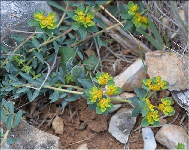 Euphorbia_flavicoma_mariolensis_SP