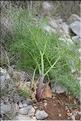 Ferula_communis_SP