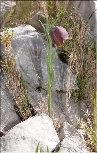 Fritillaria_pyrenaica1_SP