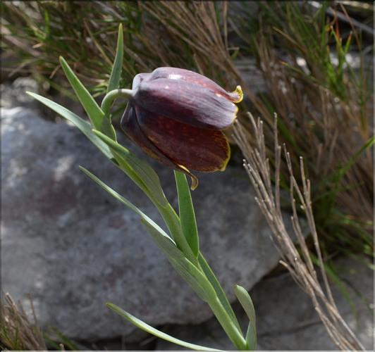 Fritillaria_pyrenaica2_SP